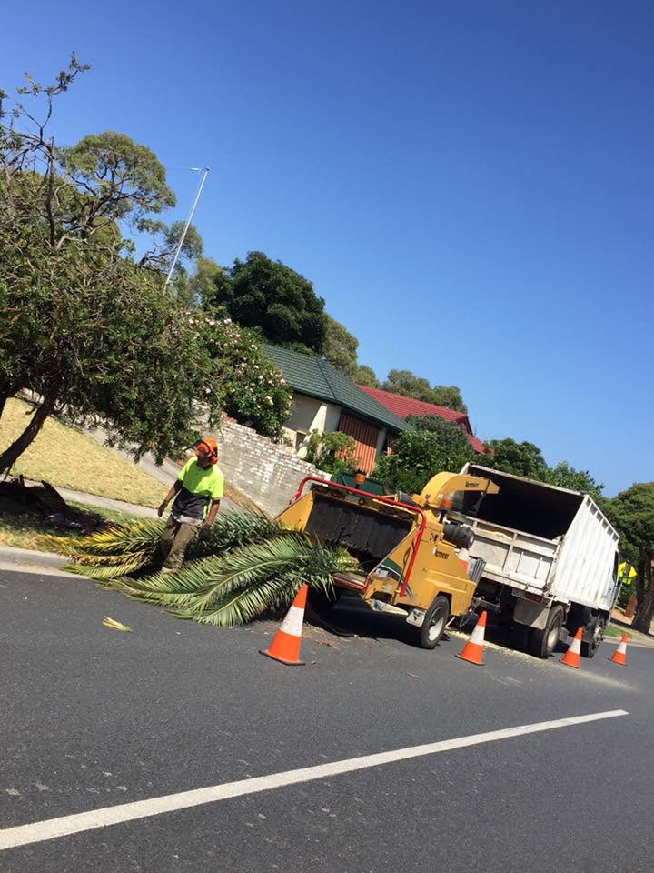 Palm tree removal and chipping on Melbourne street
