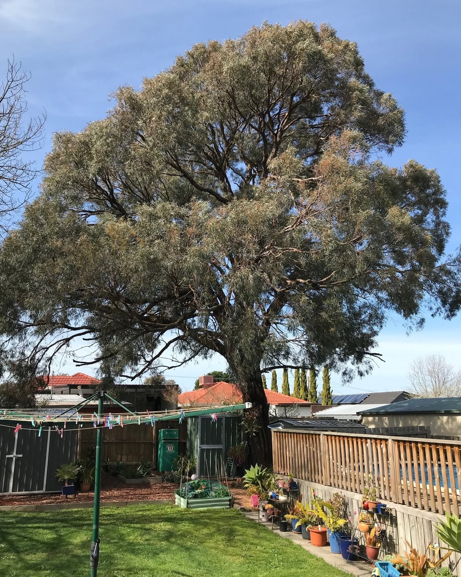 Massive eucalyptus tree in a Melbourne backyard prepared for removal
