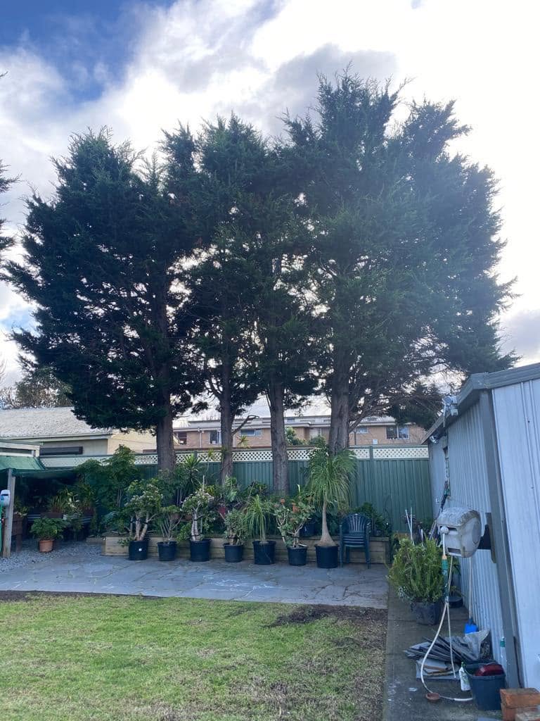 Cypress row removal — before