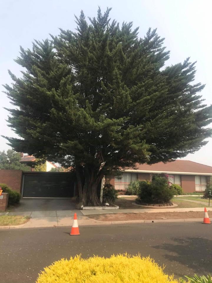 Large cypress tree before removal
