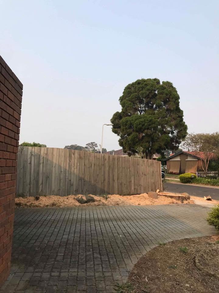 Site cleared after large tree removal by DTS