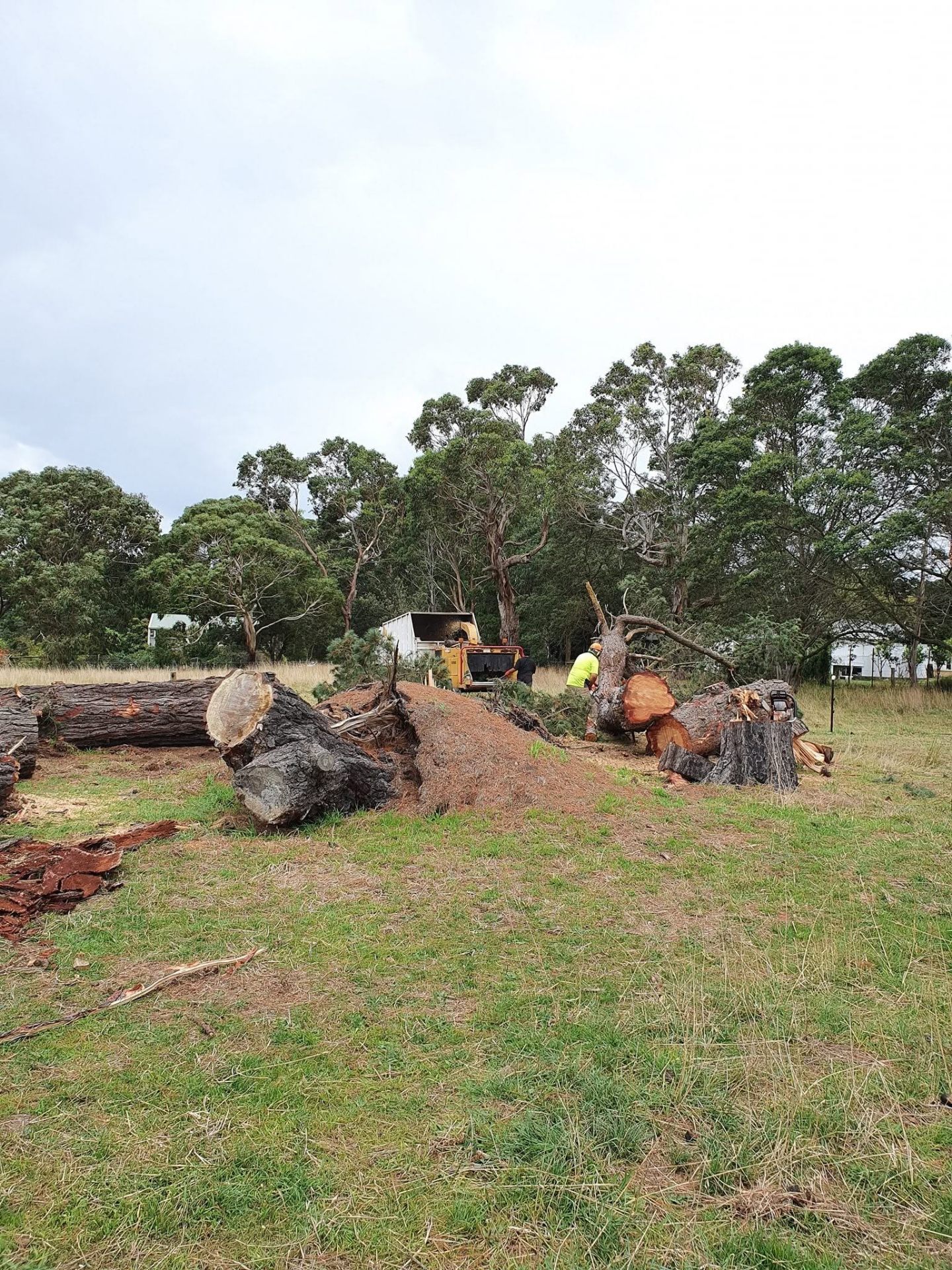 Rural acreage tree removal with chipper