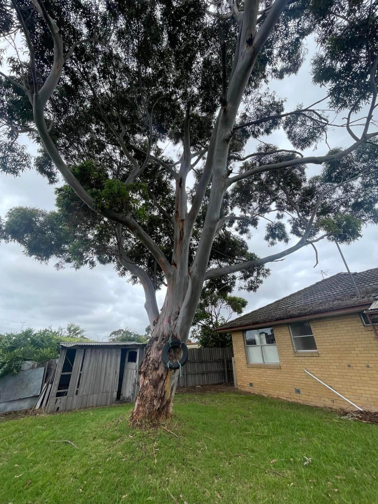 Eucalyptus removal & stump grind — before