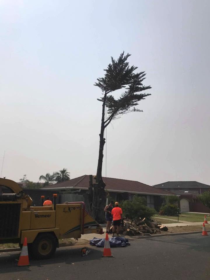 Tall pine tree sectional removal in progress