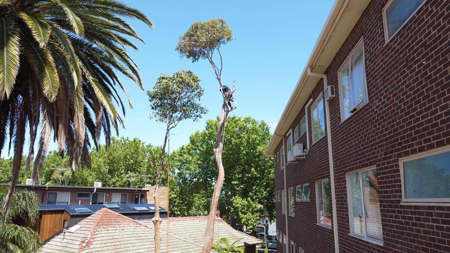 Professional tree removal in progress