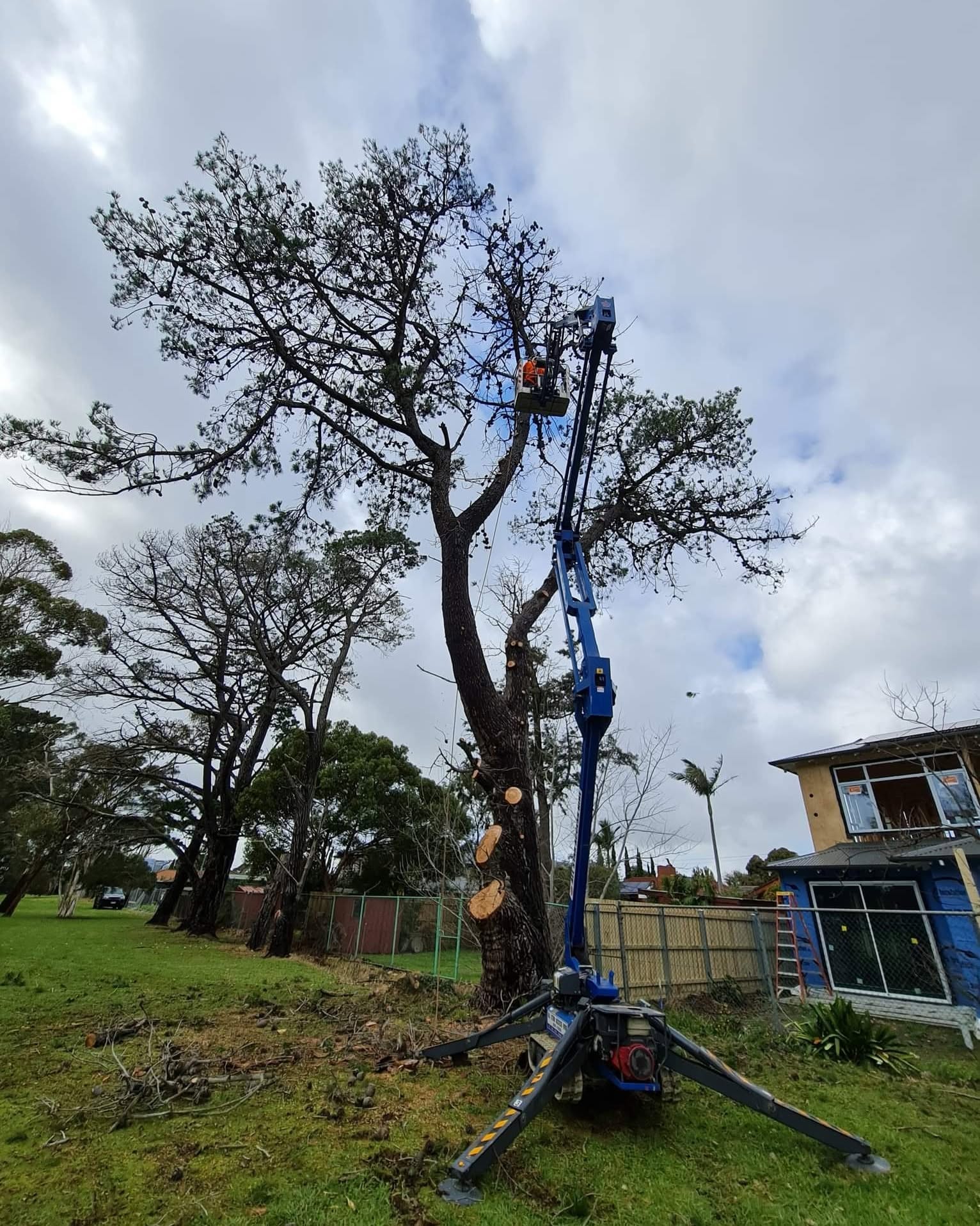 Tree trimming and pruning in Melbourne