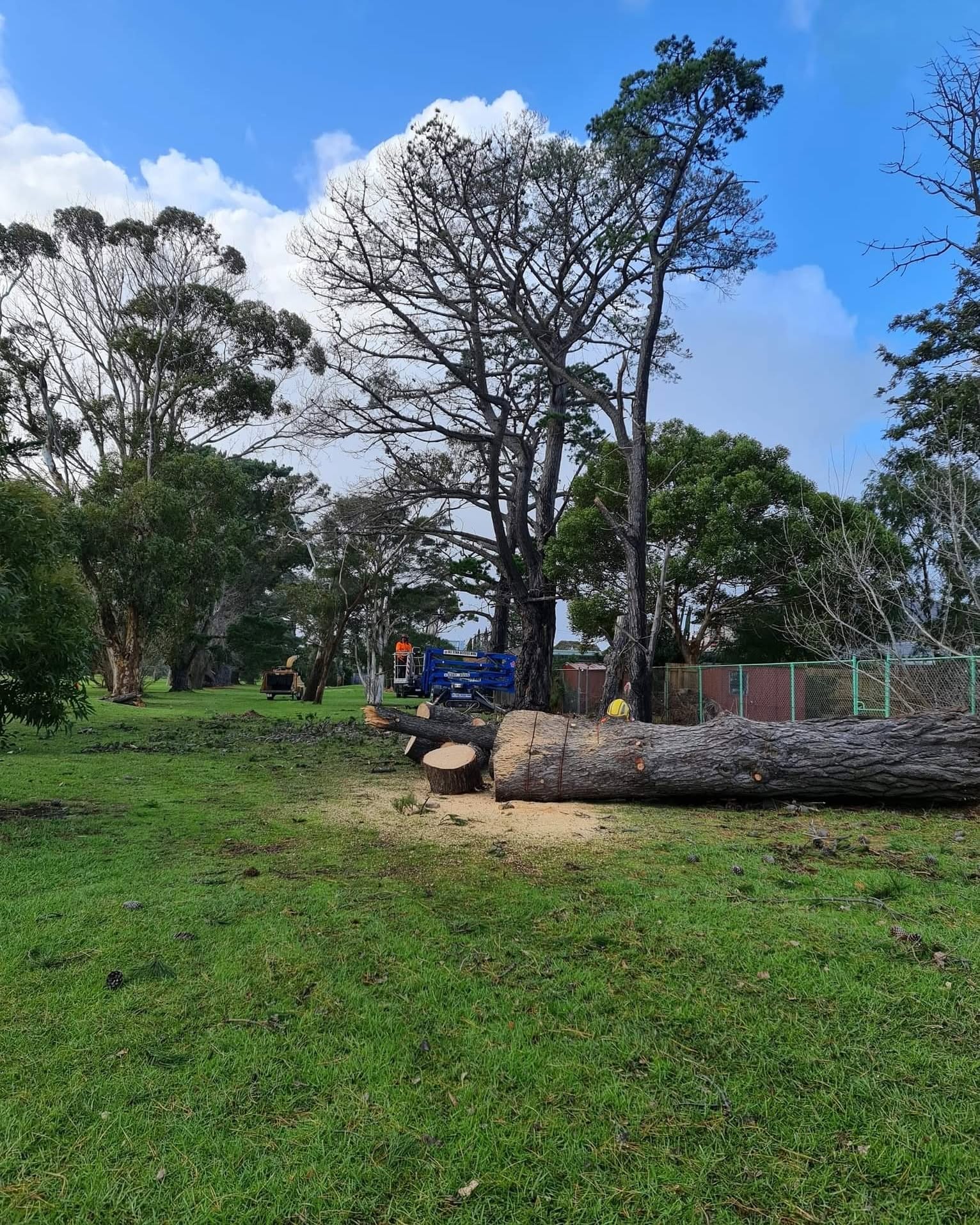Large tree being safely removed