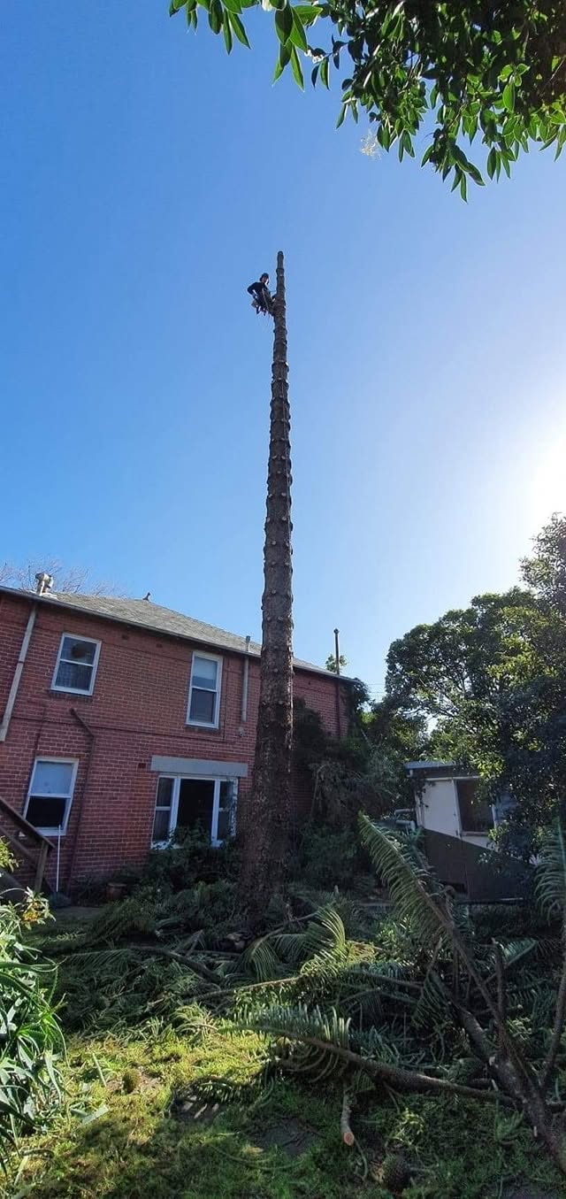 Palm tree sectional removal beside brick home in Melbourne