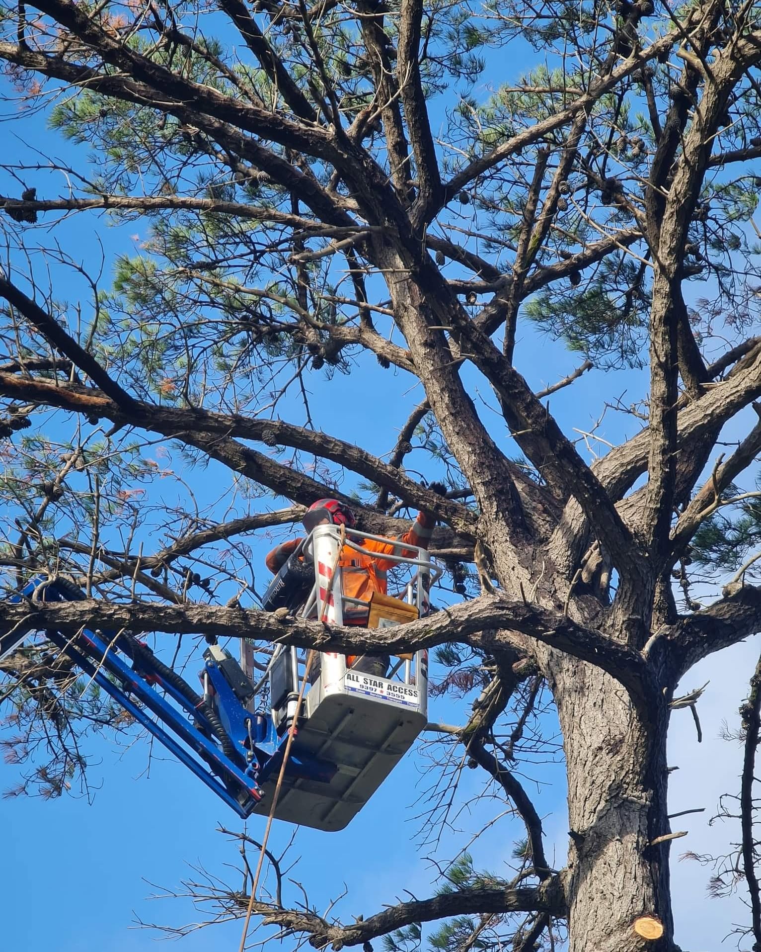 Tree removal job in Melbourne suburb