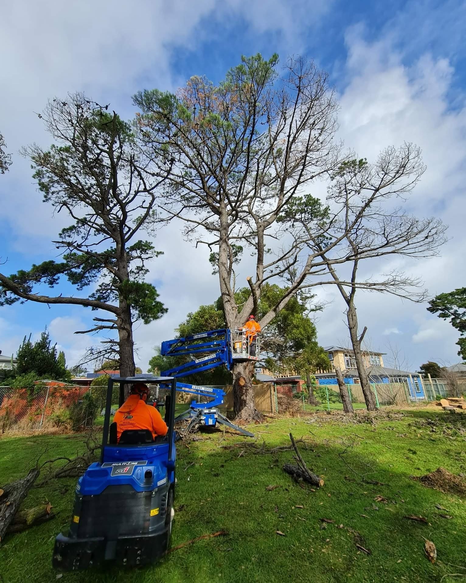 Completed tree removal site clean up
