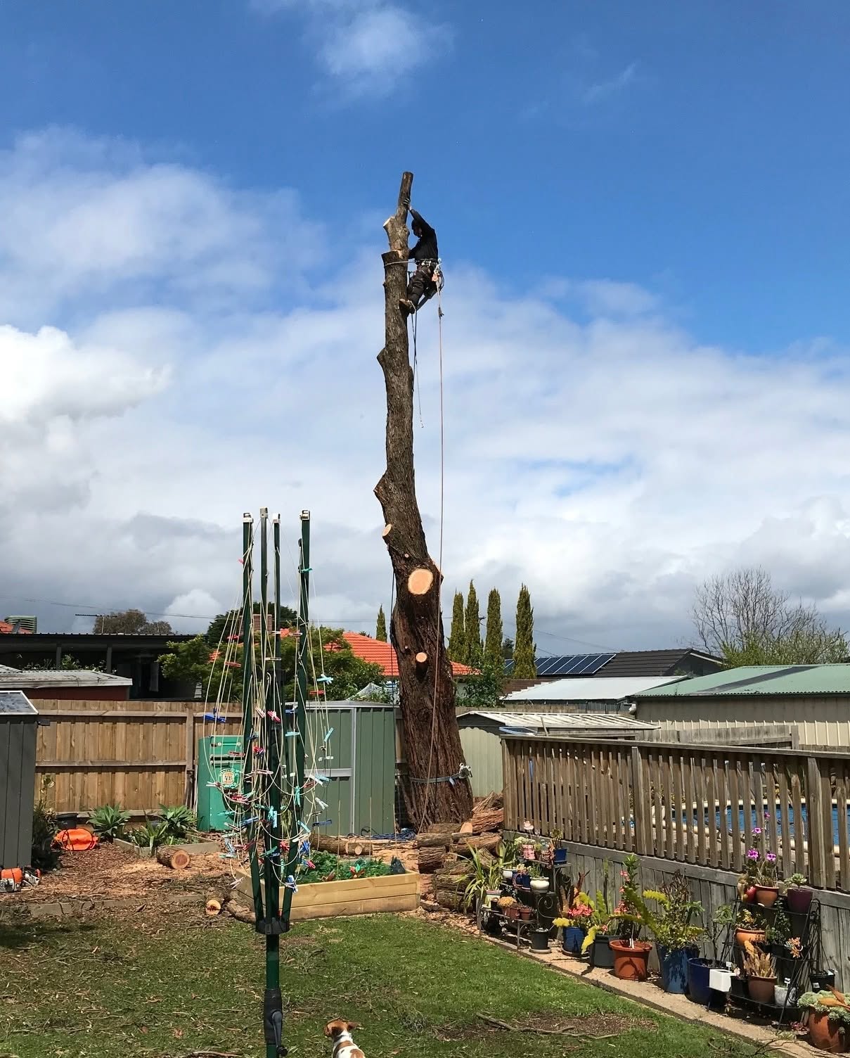 Arborist high in large tree trunk during sectional dismantle