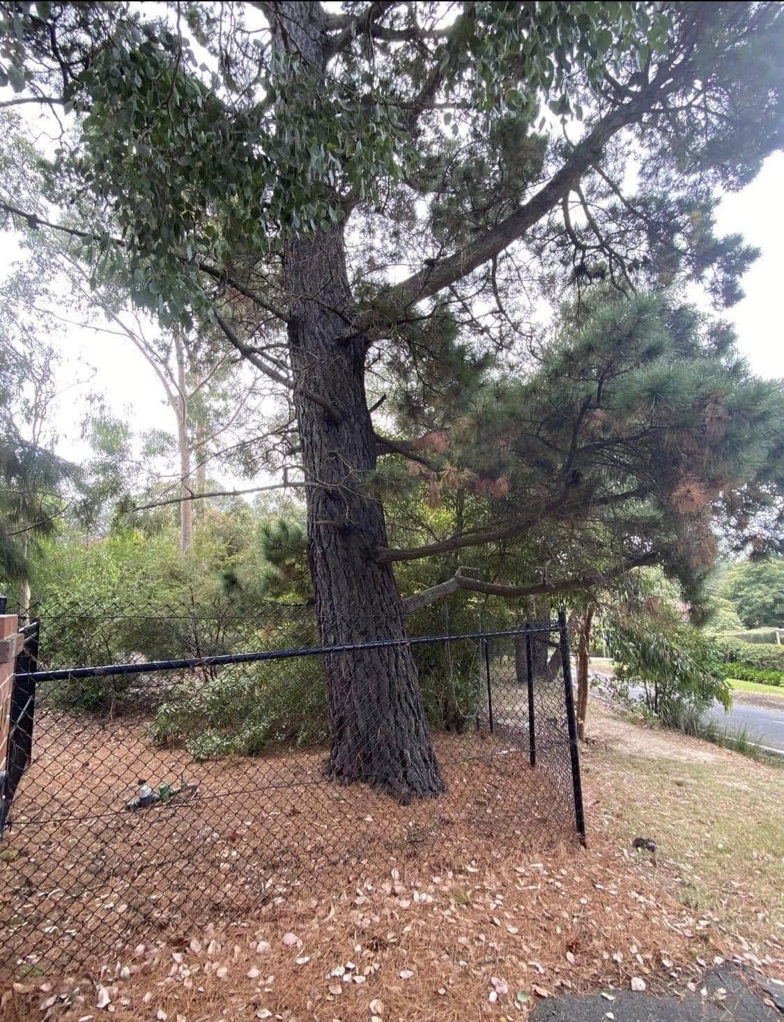 Front yard pine removal — before