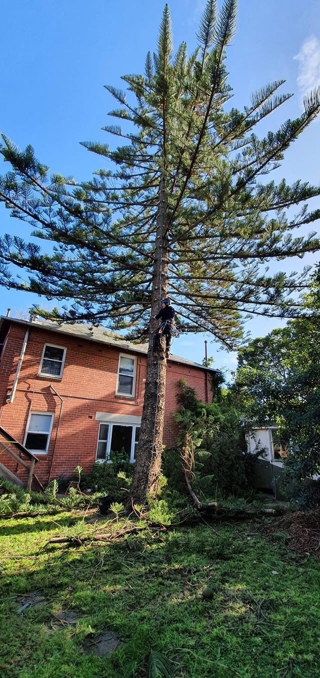 Arborist climbing Norfolk pine during removal