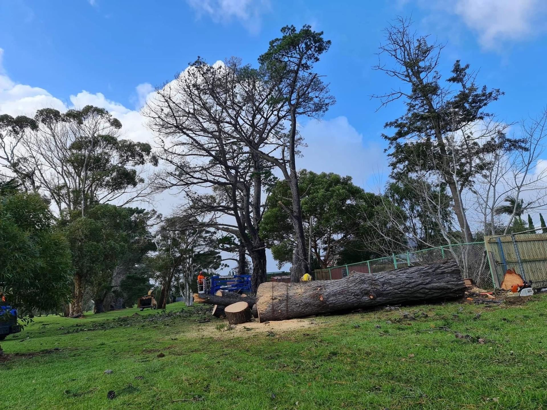 Stump grinding work by DTS