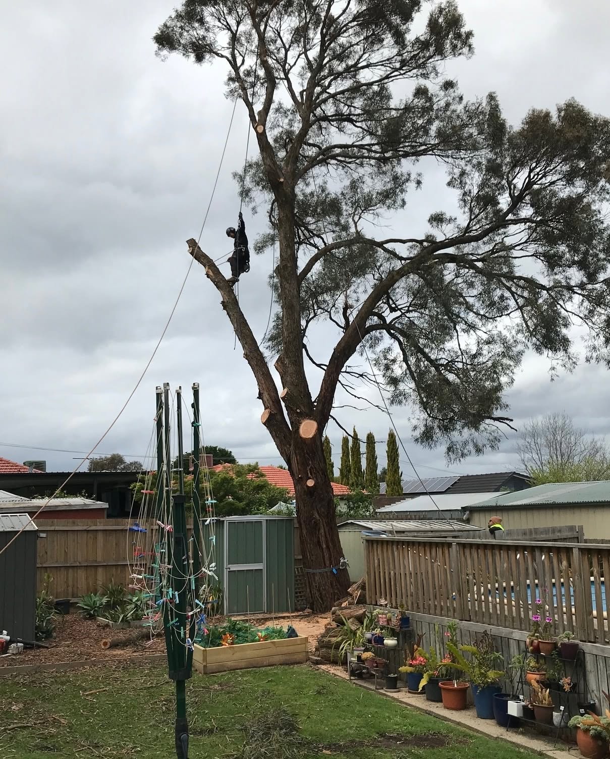 Arborist limbing large eucalyptus tree in backyard
