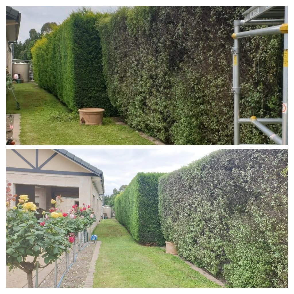 Hedge reshape before and after in Melbourne