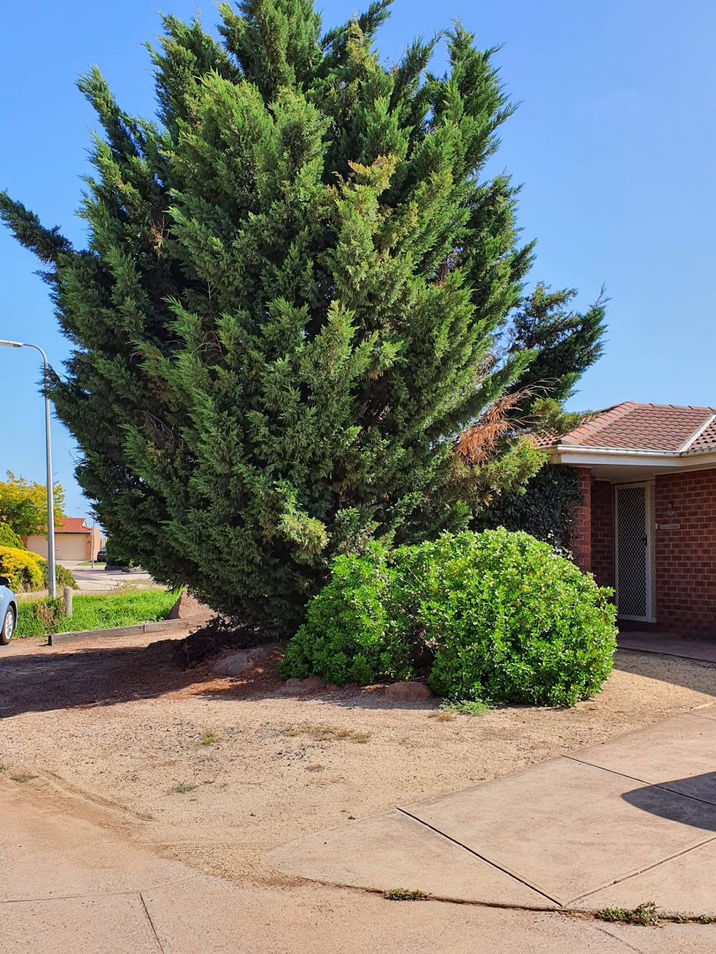 Large cypress tree in front yard before removal