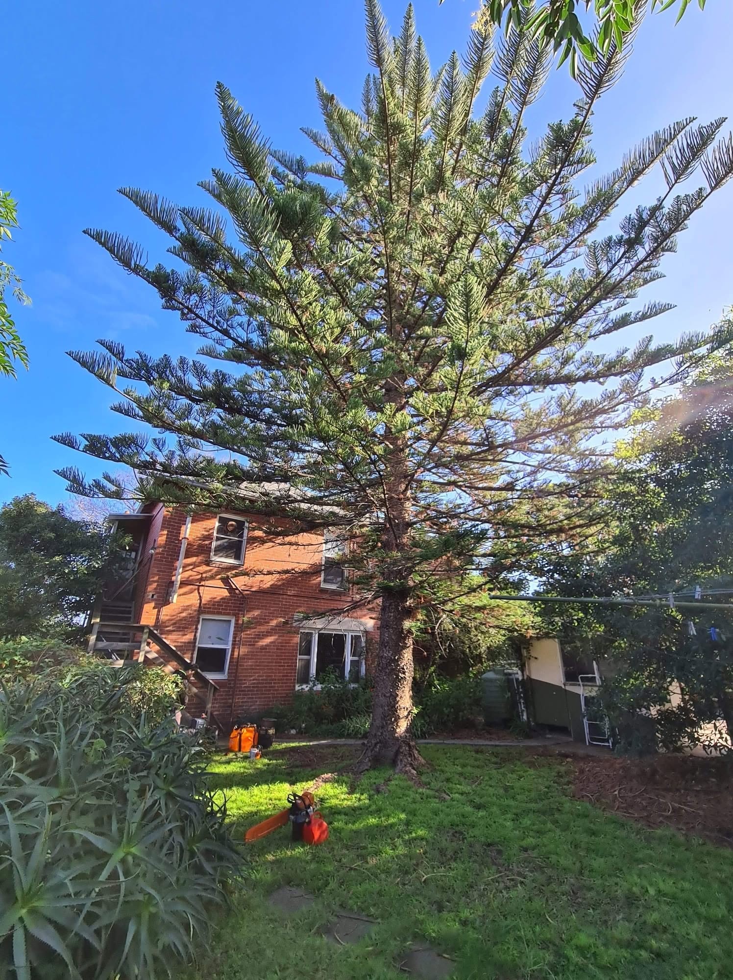 Large Norfolk pine before removal in Melbourne backyard