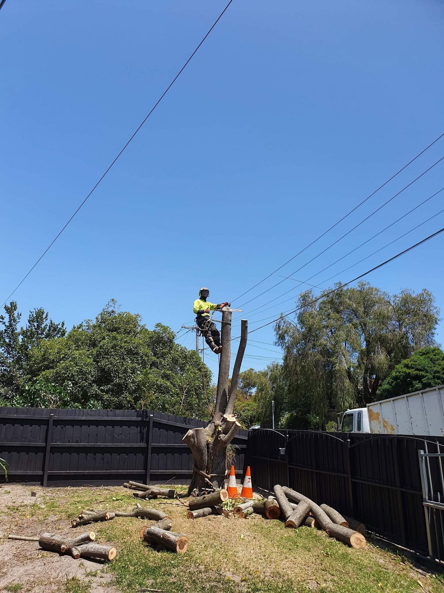 Arborist chainsawing top section of tree trunk
