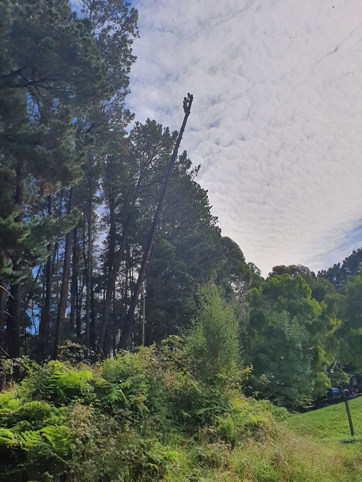 Arborist climbing tall pine tree for sectional removal