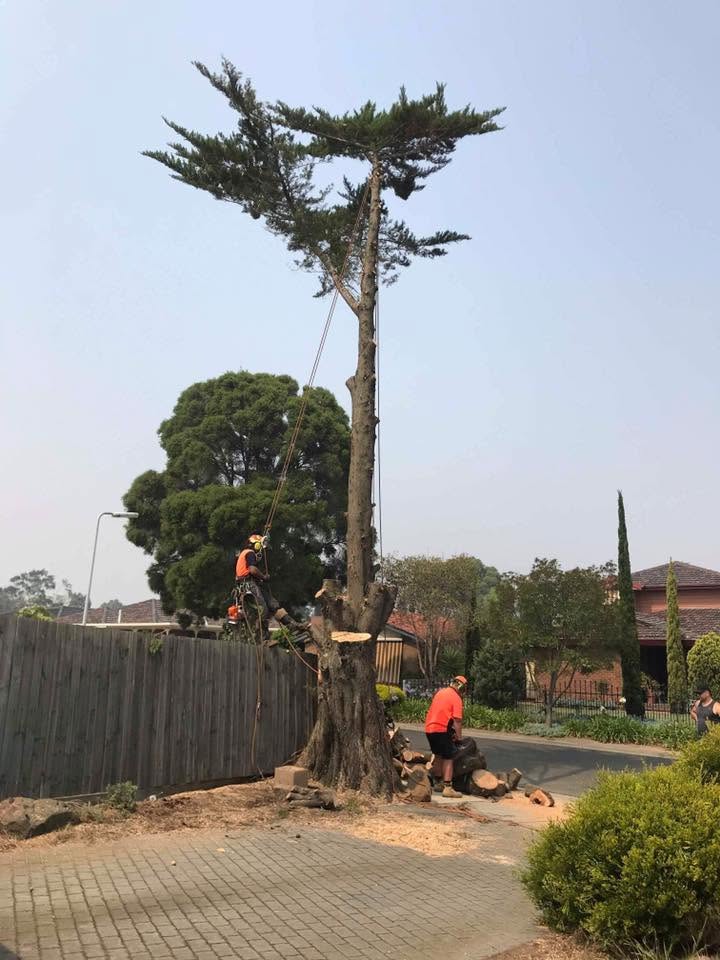 Sectional dismantle of large cypress tree
