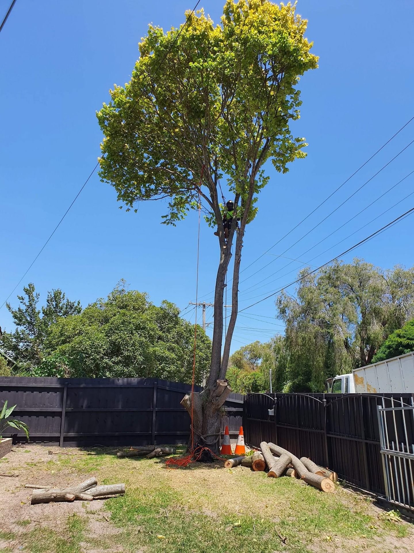 Arborist high in tall tree near power lines