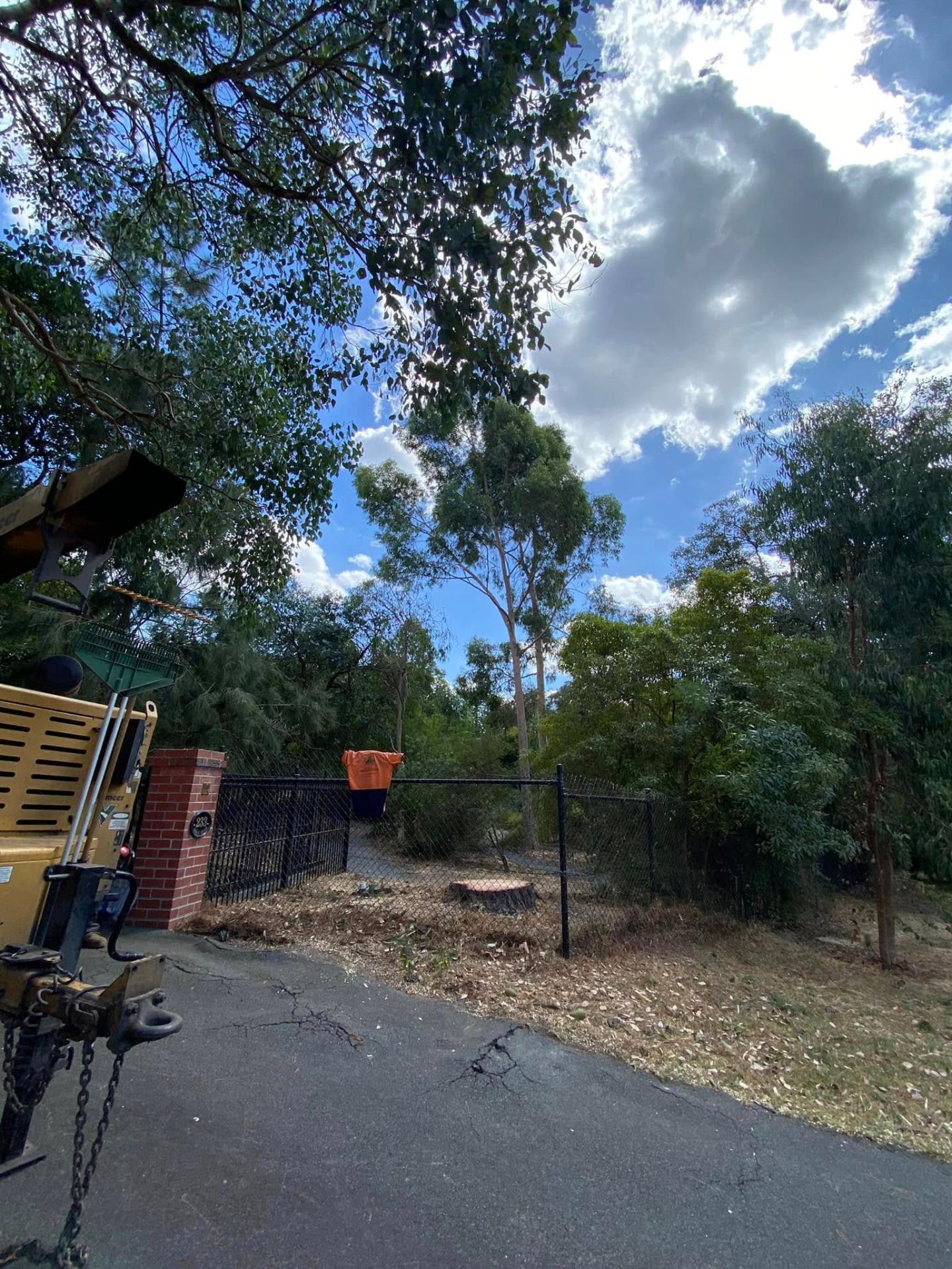 Front yard pine removal — after