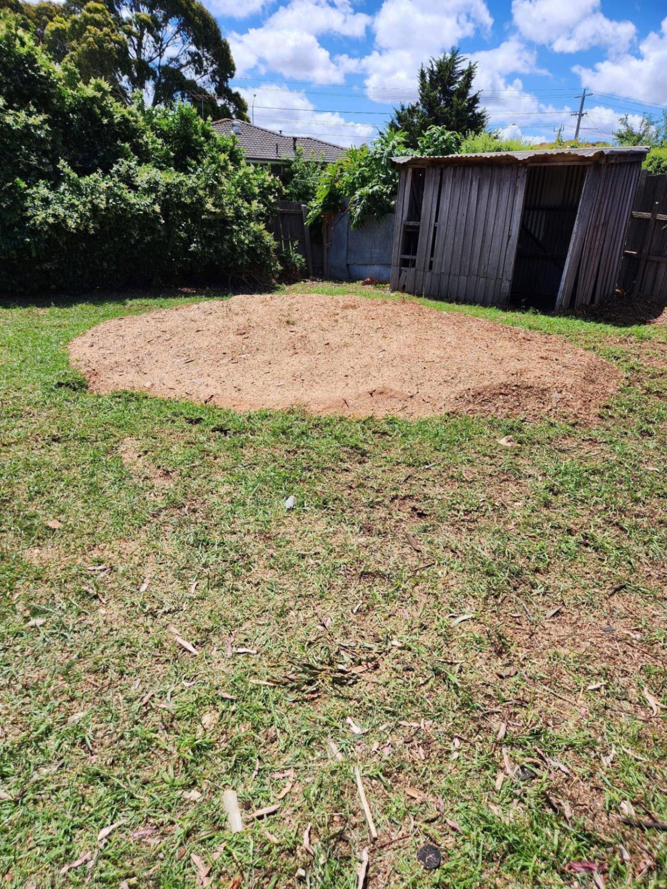 Eucalyptus removal & stump grind — after