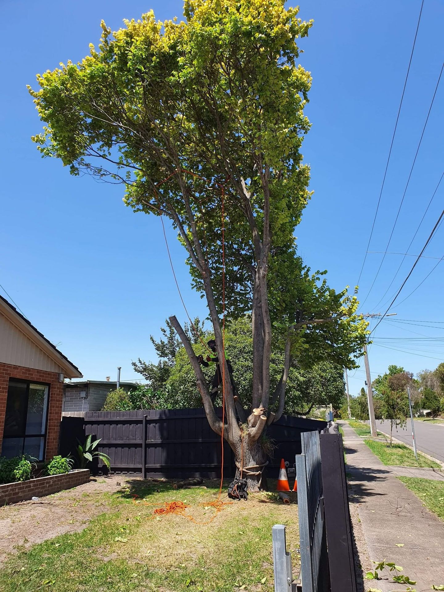 Large ornamental tree being sectionally removed on Melbourne nature strip