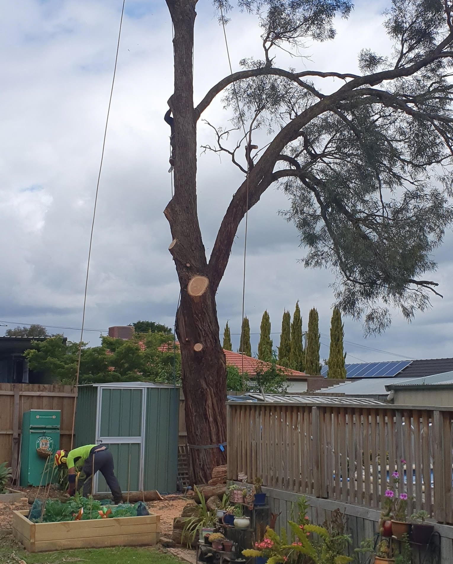 Large gum tree removal beside a Melbourne pool