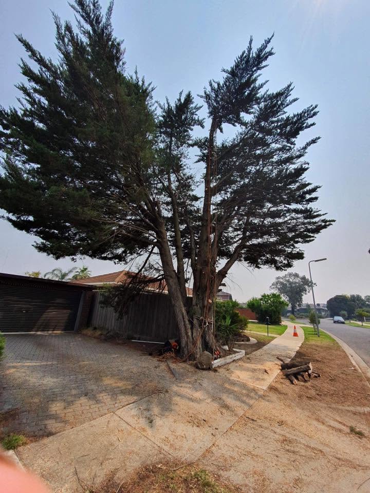 Large cypress tree before removal on Melbourne driveway
