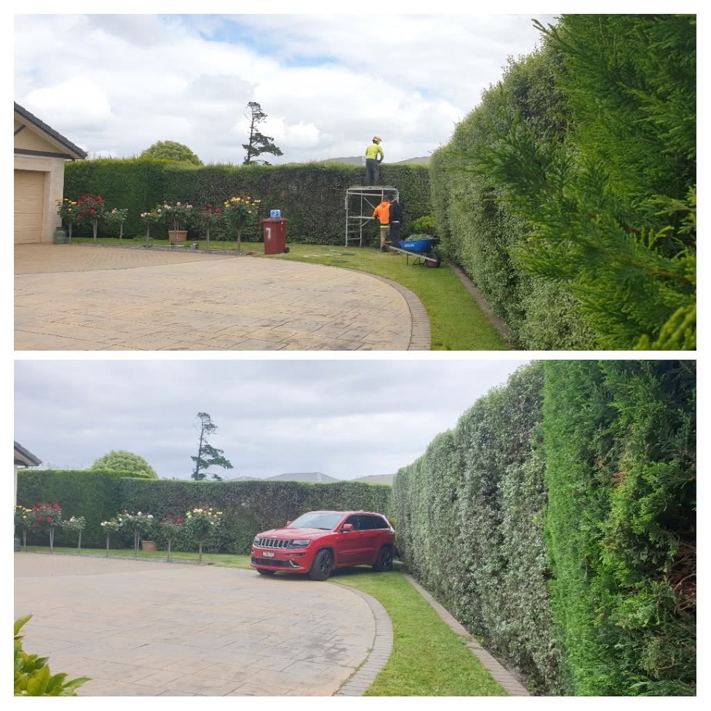 Hedge trimming before and after — large driveway hedge