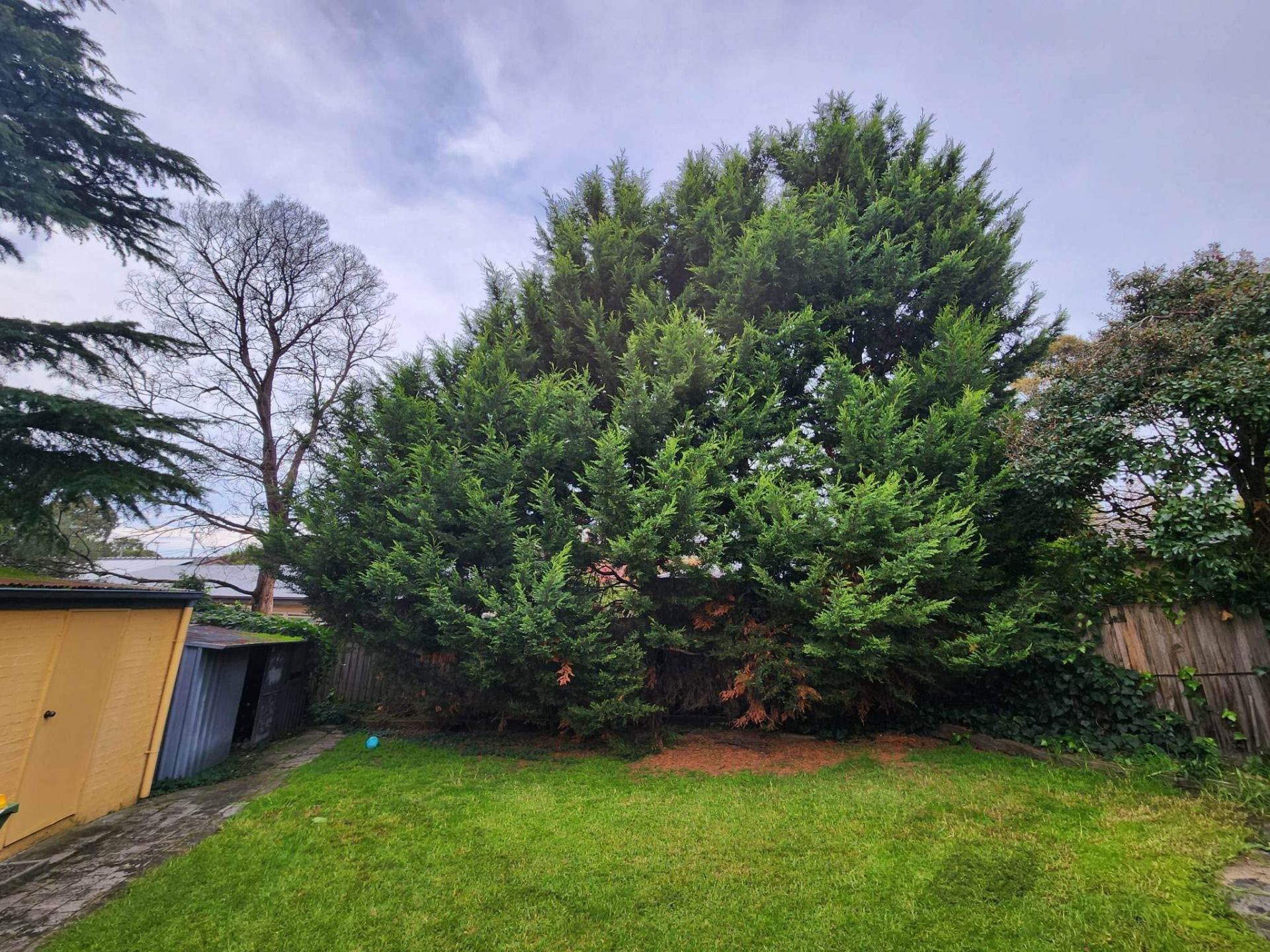 Large conifer removal & yard clean up — before